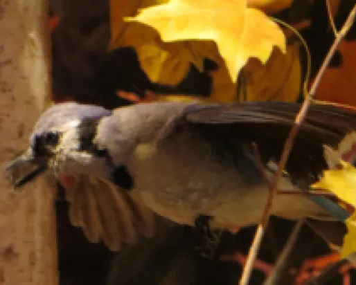 A close-up of a bird perched on a tree branch with yellow autumn leaves in the background.