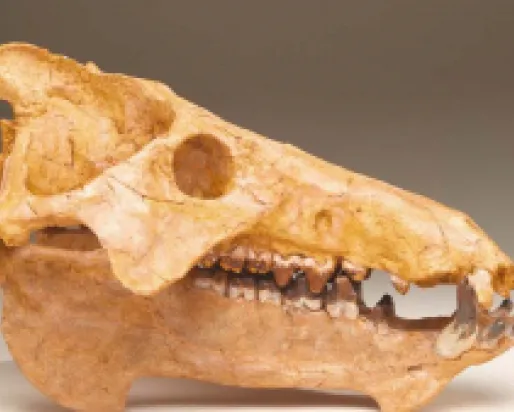 Animal skull with sharp teeth and large eye sockets on a neutral background.