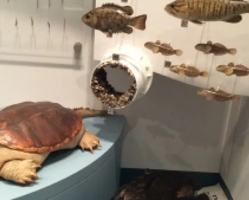 Stuffed turtle on a display pedestal with several fish models suspended behind it in a museum exhibit.