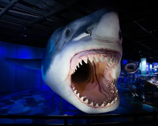 Close-up view of a life-sized Megalodon shark model with its mouth wide open, displaying multiple rows of sharp teeth, in a dark, blue-lit museum exhibit.