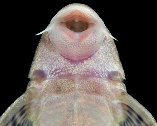 Sucker Fish
