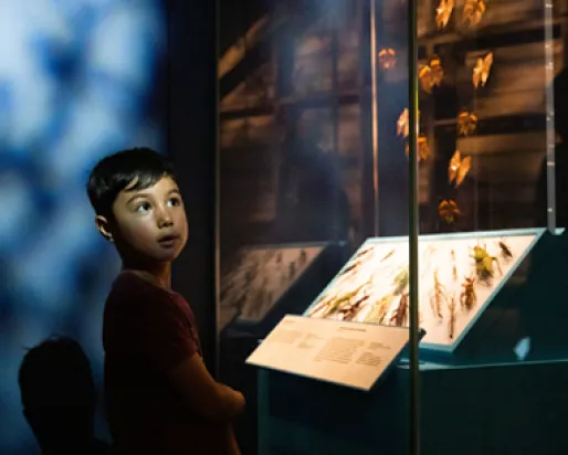 Young boy looking at a museum display case with insect specimens illuminated by warm light.