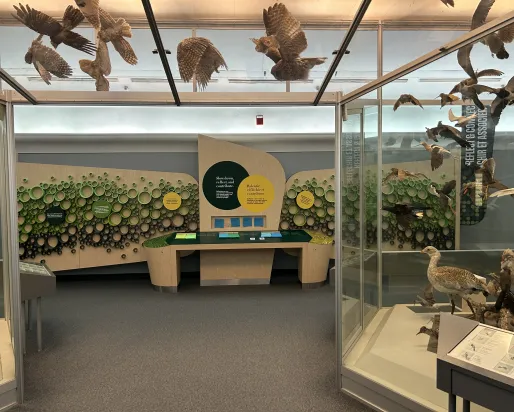 Display panel with pie chart titled "More than just pollinators" and facts about bees next to glass cases with bird skeletons in a museum exhibit.