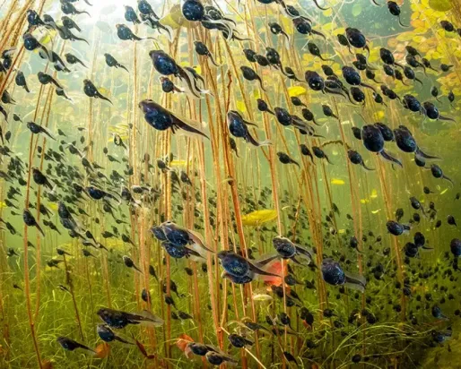 Underwater scene of many small black fish swimming among tall green aquatic plants.
