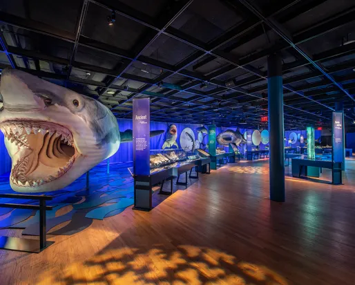 Megalodon model in Sharks exhibition
