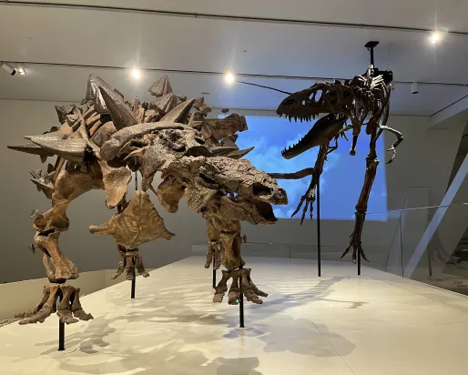 Two dinosaur skeletons, one with a spiked back facing a larger theropod skeleton with an open jaw, displayed in a museum.