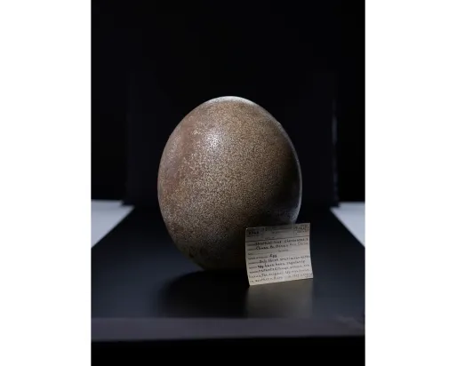 A large, smooth, oval-shaped stone displayed on a black stand with a small information plaque beside it.