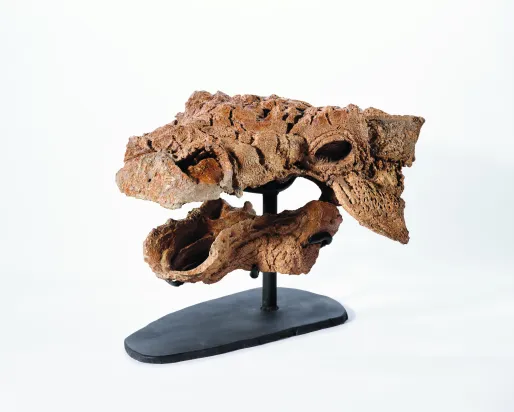 Fossilized dinosaur skull mounted on a black stand against a white background.