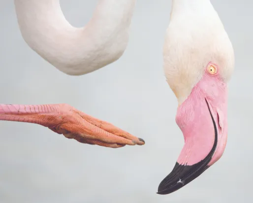 Gros plan de la tête d'un flamant rose avec un cou courbé et une aile déployée montrant des plumes roses.