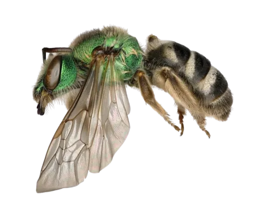 Specimen of a green orchid bee with metallic green head and thorax, transparent wings, and striped black and yellow abdomen.
