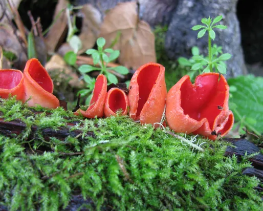 Bright red cup-shaped fungi growing on green moss with some leaves and small plants around.