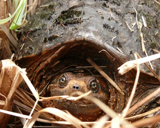 Tortue serpentine