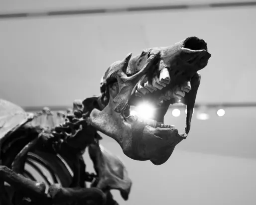 Partial fossilized skeleton of a prehistoric animal with an open jaw shown from a low angle.