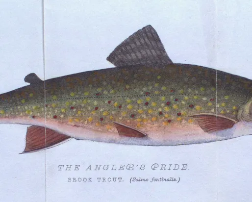 Illustration of a brown fish with small spots along its body labeled “BROWN TROUT (Salmo fontinalis).”