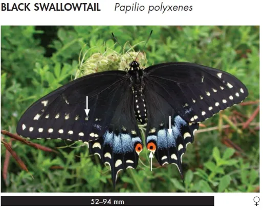 Black Swallowtail - Papilio polyxenes
