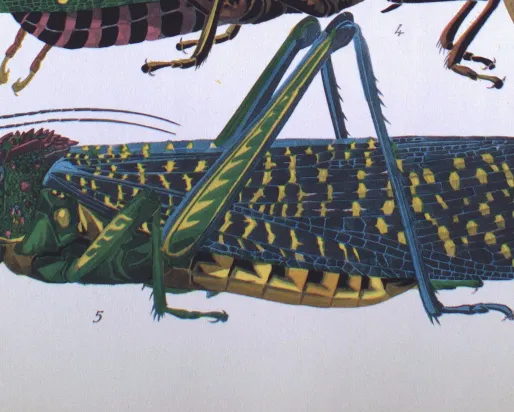 Grasshopper
