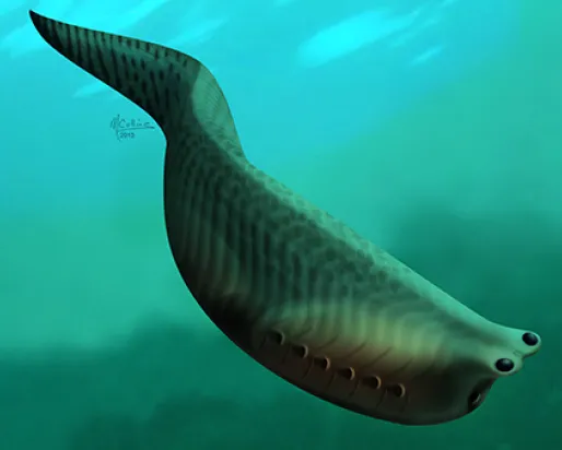 Illustration of Metaspriggina
