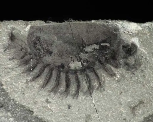 A new fossil arthropod from Marble Canyon (Kootenay National Park)
