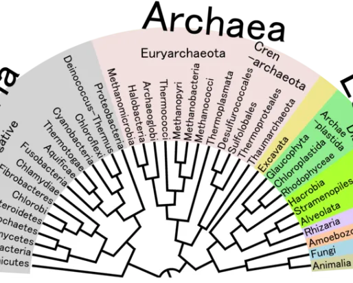 Phylogenetic Tree of Life
