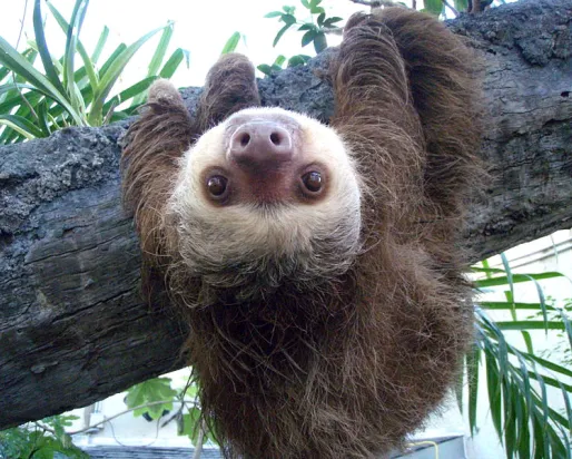 Upside-down Two-toed sloth

