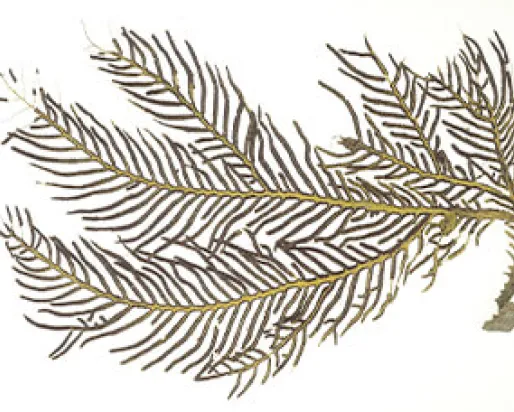 Corail (Anthozoa).
