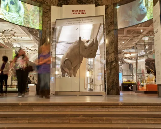 Ce rhinocéros blanc est un spécimen rare et la pièce maîtresse de la galerie Life in Crisis : Galerie Schad de la biodiversité.