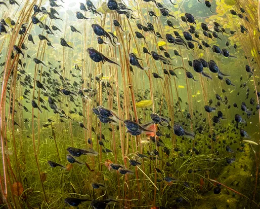 Tadpoles swimming among brown aquatic plants underwater in a green-tinted lake or pond.