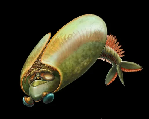A greenish-brown Nautilus shell with a ridged tail fin and small, round eyes on stalks.