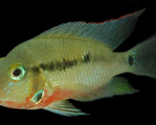 A species of Thorichthys.
