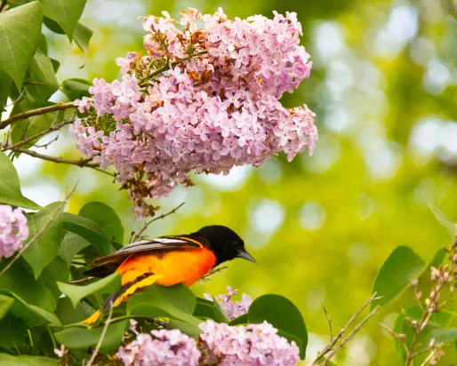 Oiseau perché dans un arbre
