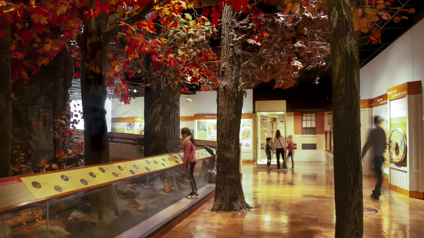 People look around a gallery with a fall scene, including trees with red leaves. 