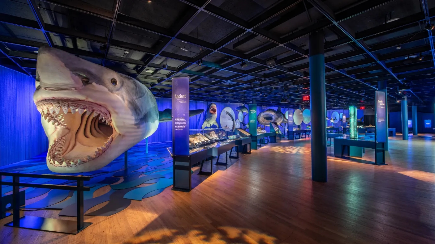 Megalodon shark 