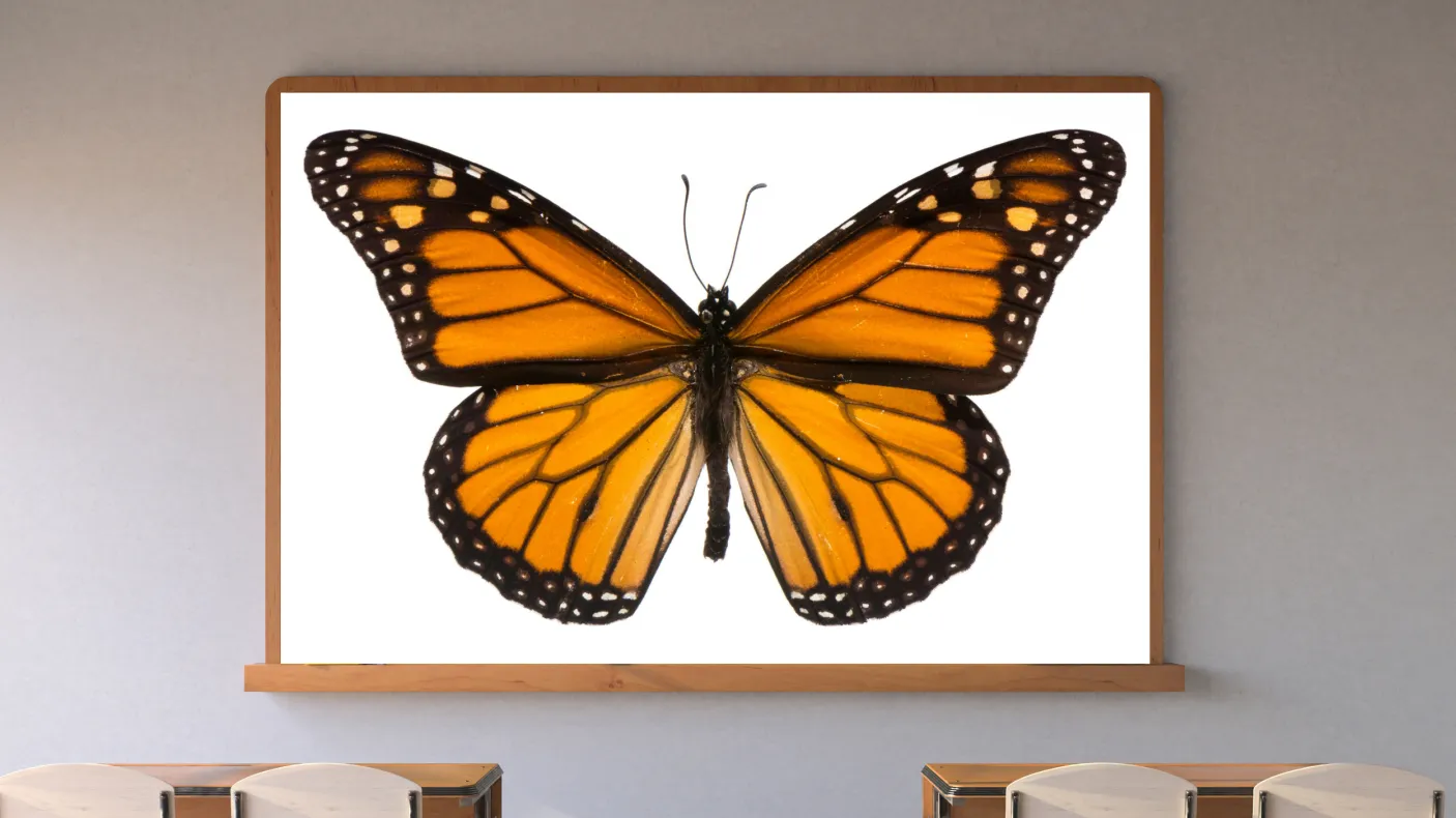 Dans une salle de classe, un écran affiche un papillon orange et noir.