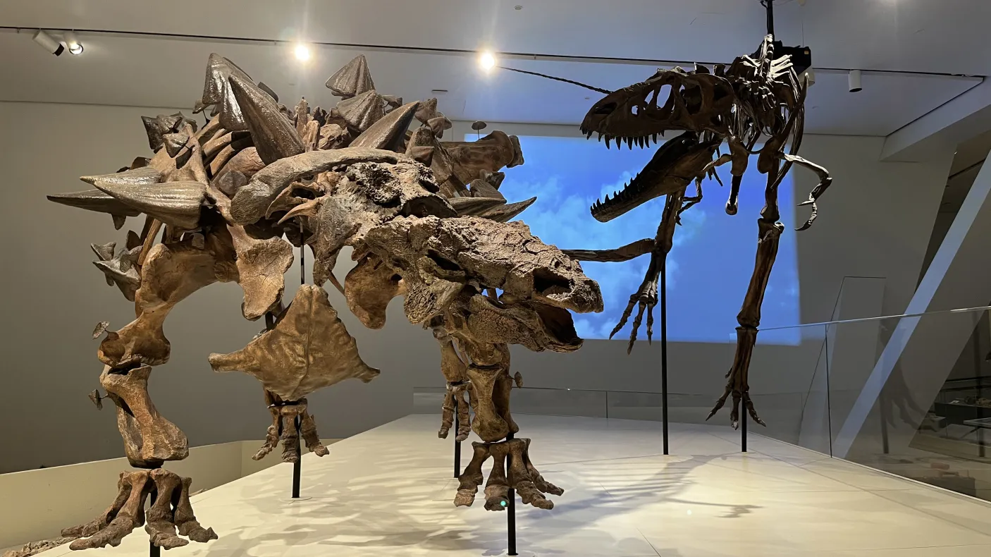 Two dinosaur skeletons, one with a spiked back facing a larger theropod skeleton with an open jaw, displayed in a museum.