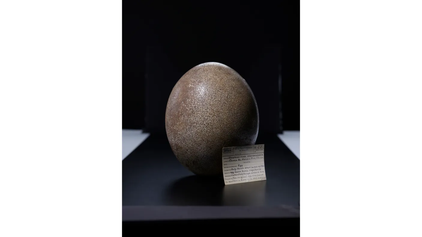 A large, smooth, oval-shaped stone displayed on a black stand with a small information plaque beside it.