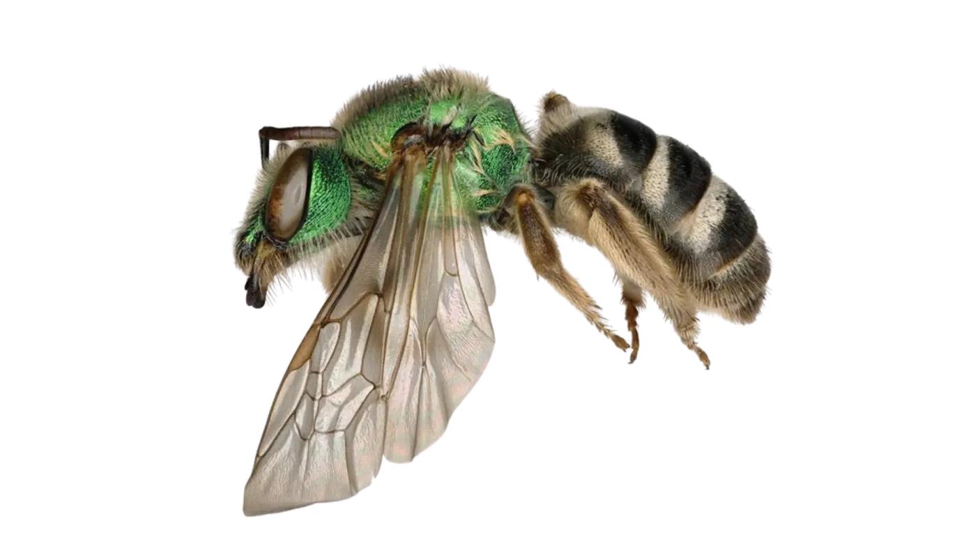 Specimen of a green orchid bee with metallic green head and thorax, transparent wings, and striped black and yellow abdomen.