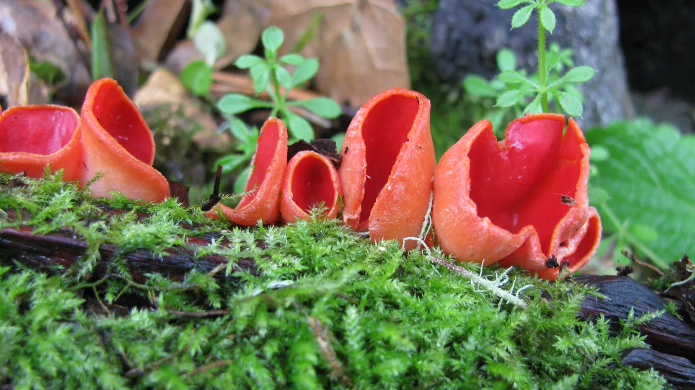 Bright red cup-shaped fungi growing on green moss with some leaves and small plants around.