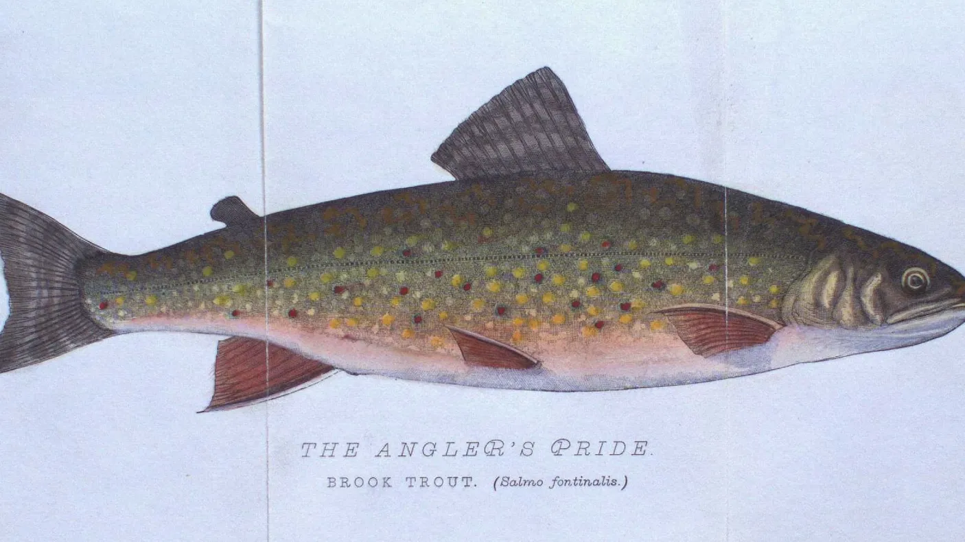 Illustration of a brown fish with small spots along its body labeled “BROWN TROUT (Salmo fontinalis).”