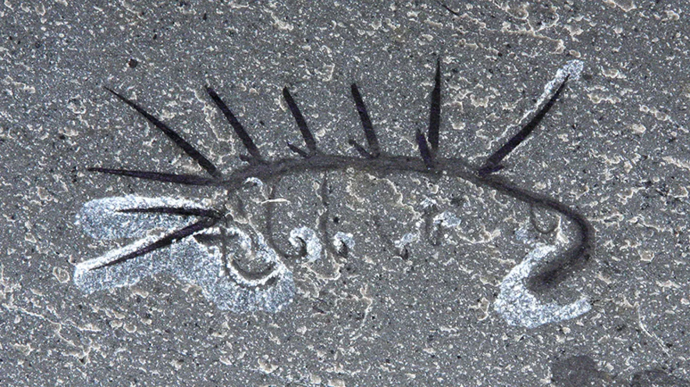 Fossilized Hallucigenia sparsa.
