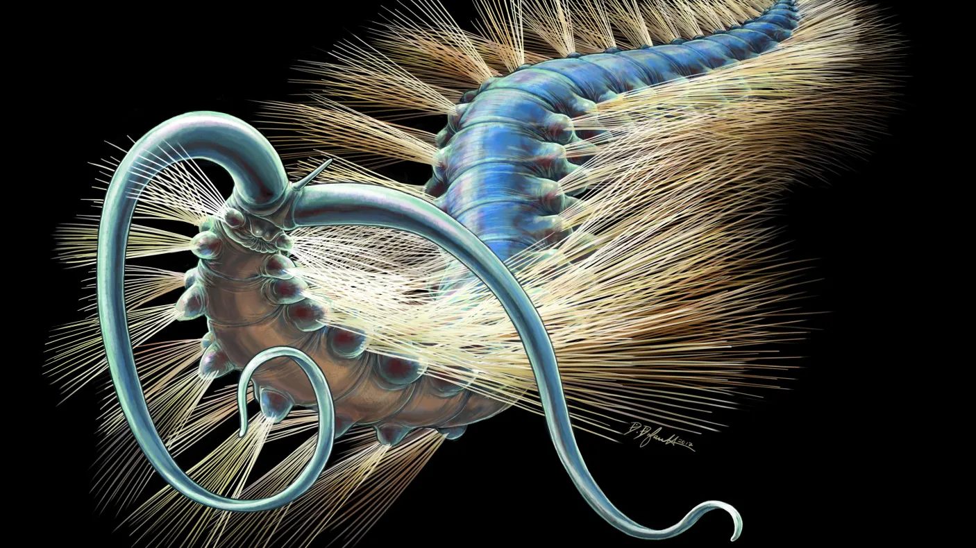 An artist reconstruction of Kootenayscolex barbarensis
