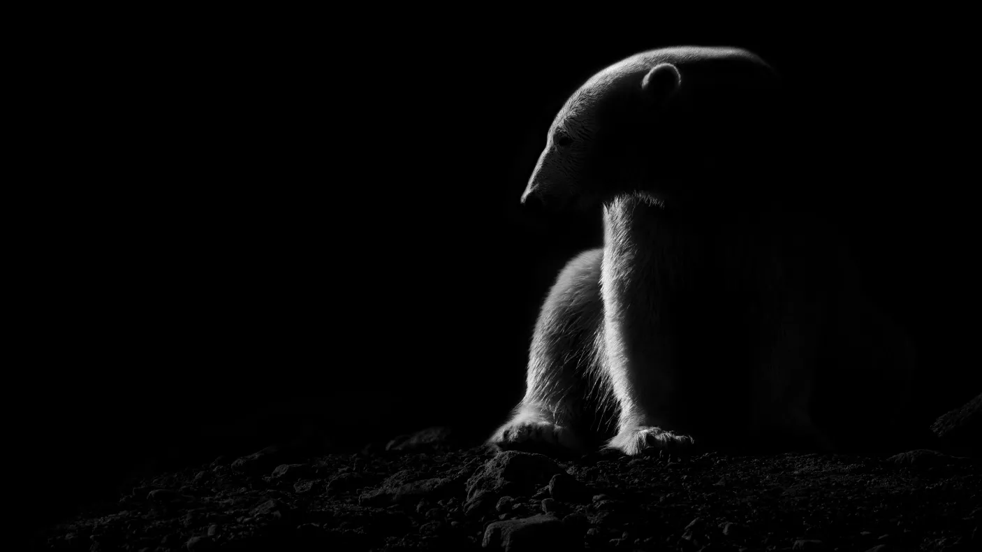 Polar Bear
