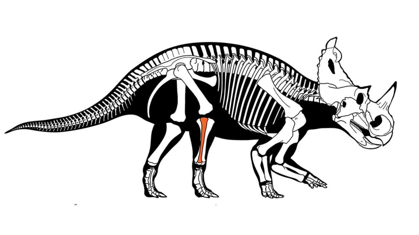 Illustration d'un squelette de dinosaure.