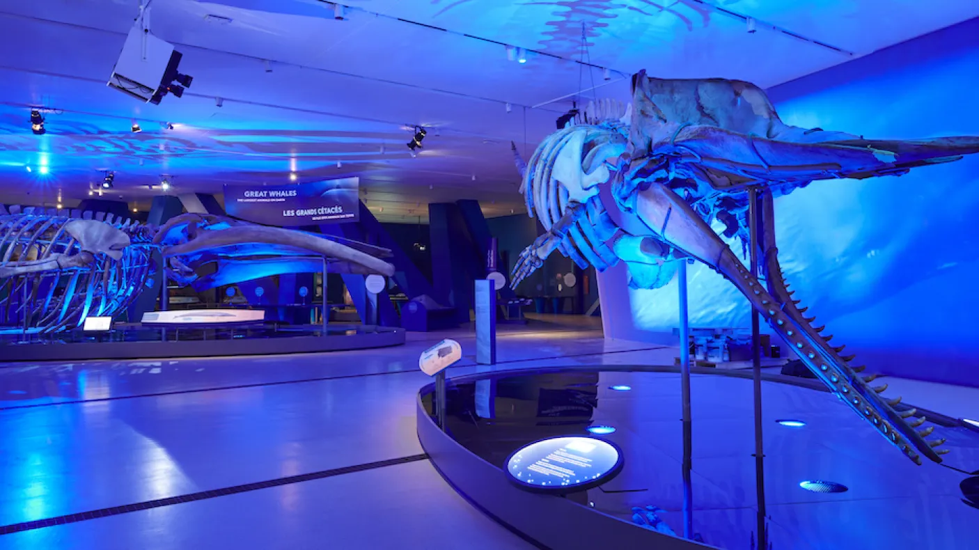 two whale skeletons