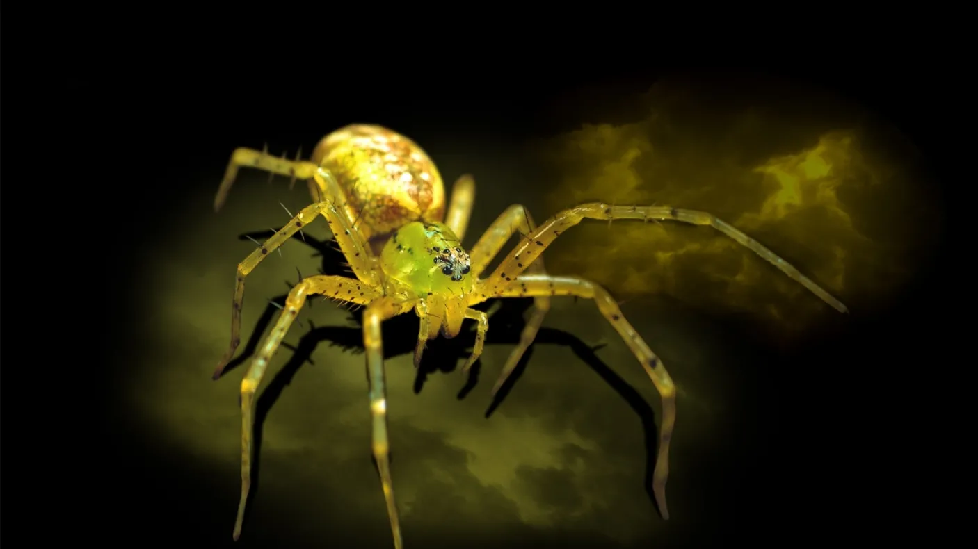 Golden-yellow spider with green eyes on a dark black and yellow cloudy background.