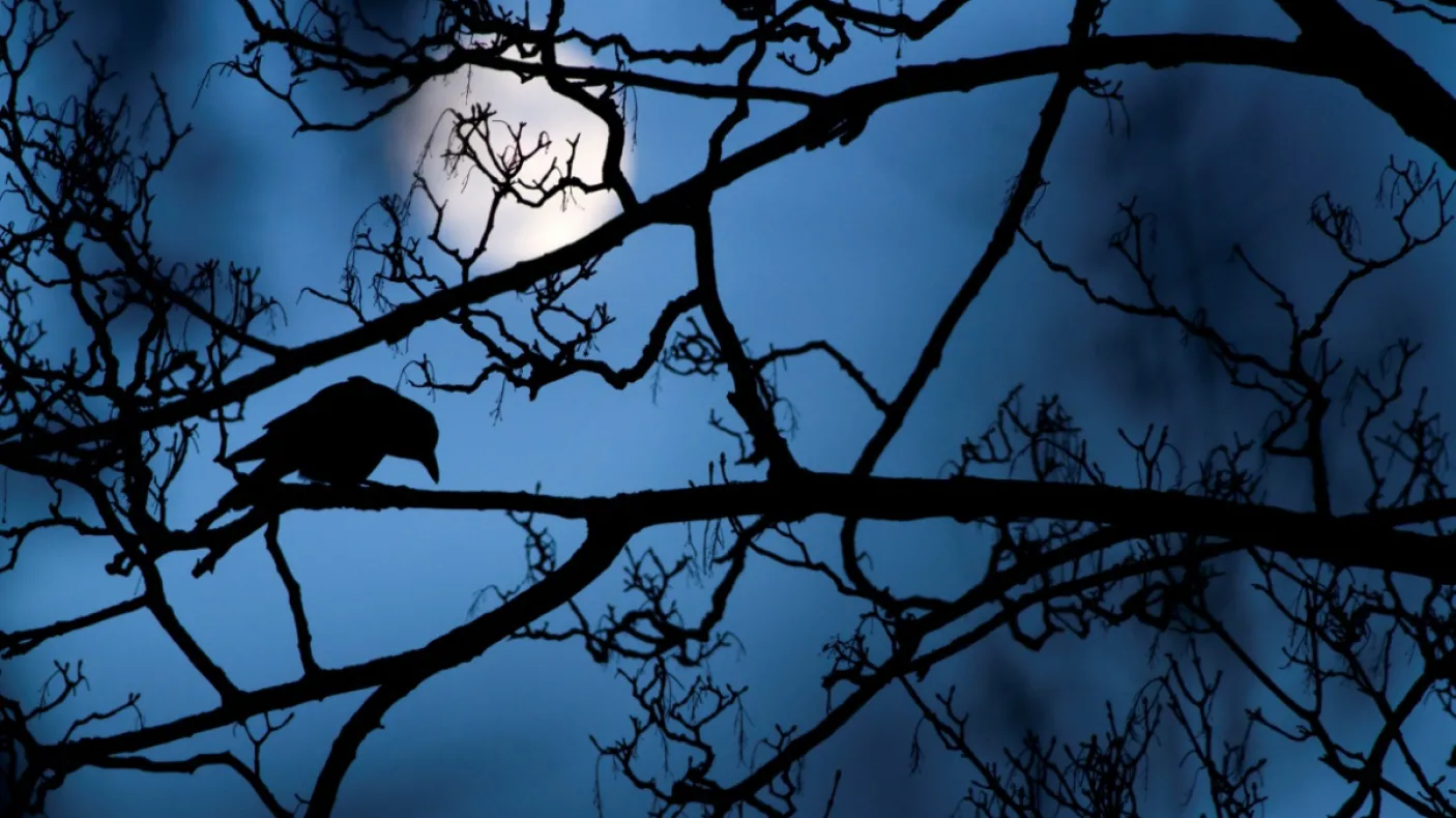 Crow