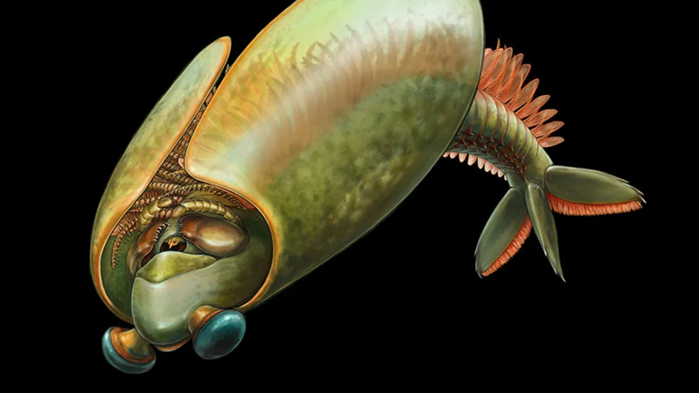 A greenish-brown Nautilus shell with a ridged tail fin and small, round eyes on stalks.