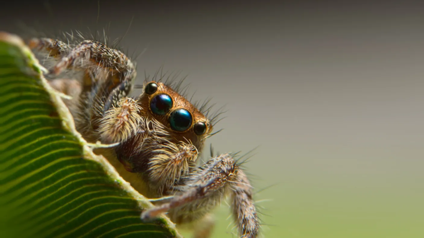 Araignée sauteuse.
