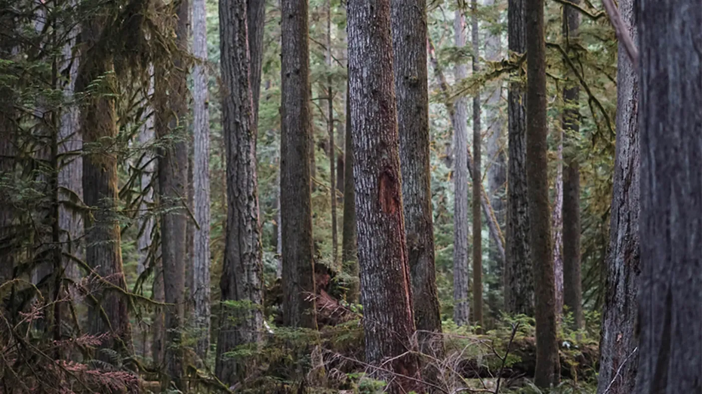Arbres denses dans la forêt.