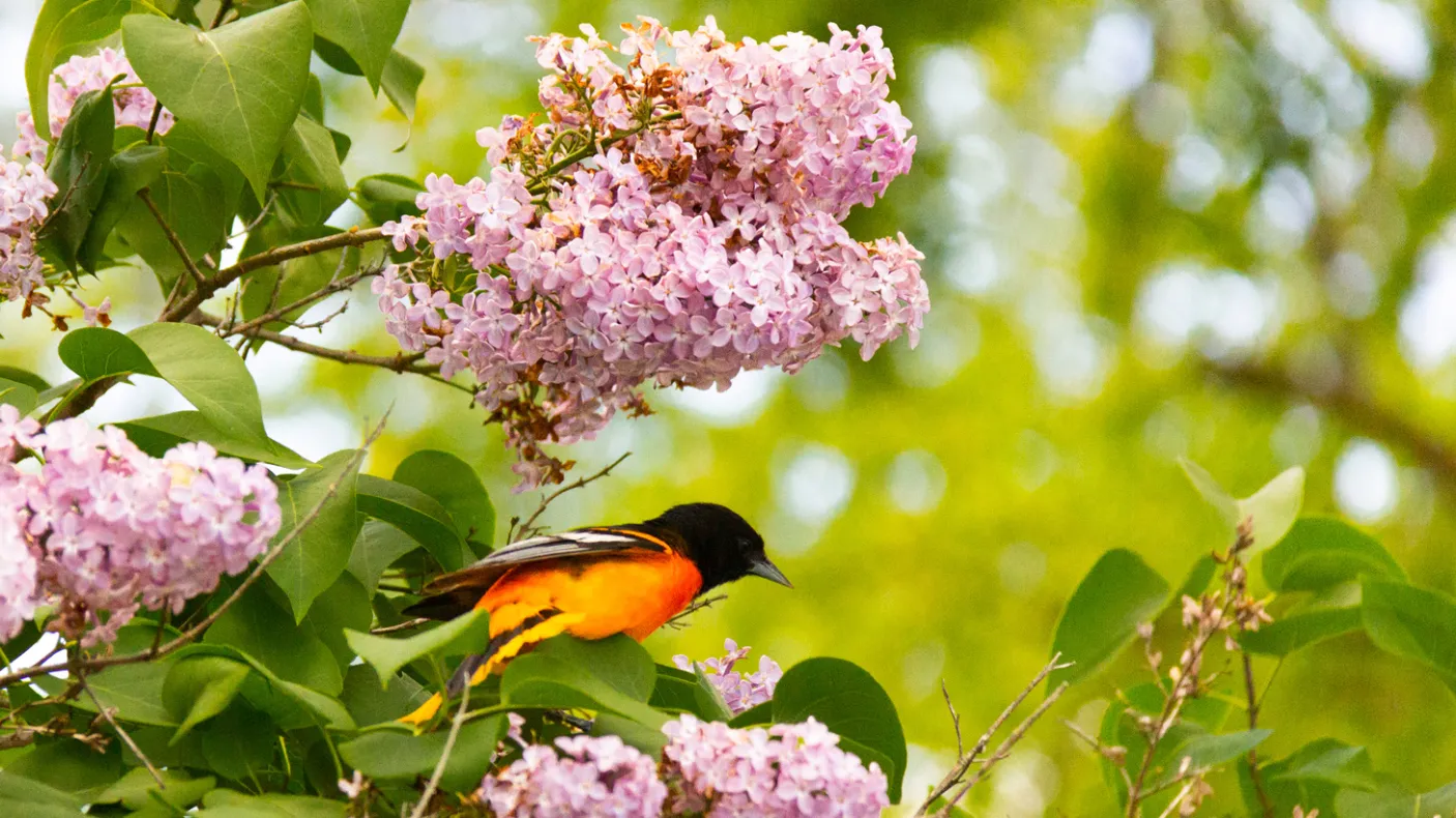 Oiseau perché dans un arbre
