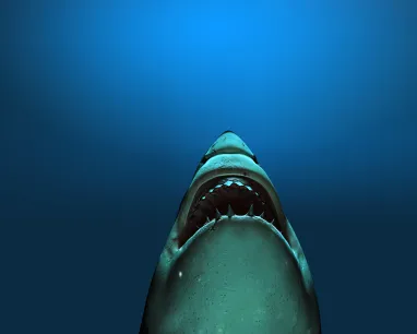 Great white shark with jaws wide open viewed from below against a dark blue background.